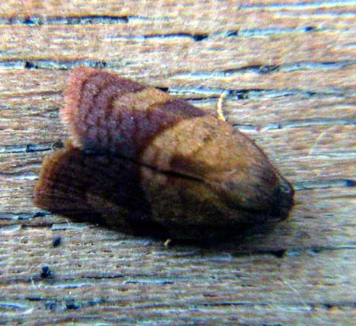 Falena (inglese?) divoratrice di Drosera